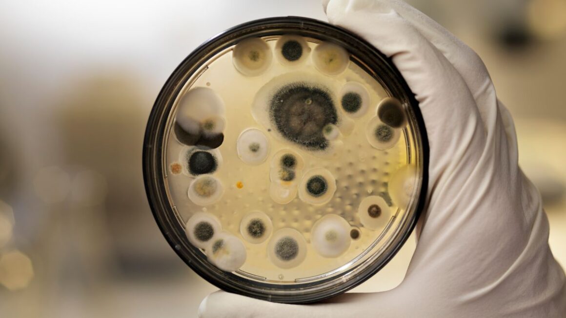 How to Read and Understand Your Black Mold Test Results - Wickland